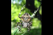 Araneus-angulatus (2).jpg -|- Last modified: 2019-08-12 09:44:26 