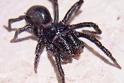 Atypus-affinis (11).jpg -|- Last modified: 2019-08-14 14:05:44 