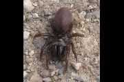 Atypus-affinis (13).jpg -|- Last modified: 2019-08-14 14:05:45 
