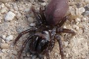 Atypus-affinis (14).jpg -|- Last modified: 2019-08-14 14:05:45 