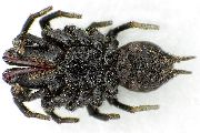 Atypus-affinis (15).jpg -|- Last modified: 2019-08-14 14:05:45 