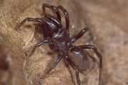 Atypus-affinis (17).jpg -|- Last modified: 2019-08-14 14:05:45 