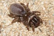 Atypus-affinis (3).jpg -|- Last modified: 2019-08-14 14:05:46 