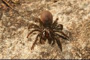 Atypus-affinis (4).jpg -|- Last modified: 2019-08-14 14:05:47 