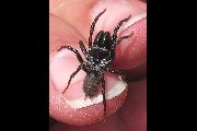 Atypus-affinis (7).jpg -|- Last modified: 2019-08-14 14:05:42 