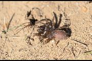 Atypus-affinis (8).jpg -|- Last modified: 2019-08-14 14:05:42 