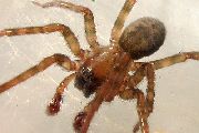 Amaurobius-erberi (10).jpg -|- Last modified: 2019-08-12 08:34:21 