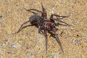 Amaurobius-ferox (15).jpg -|- Last modified: 2019-08-11 13:17:38 