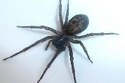 Amaurobius-ferox (16).jpg -|- Last modified: 2019-08-11 13:17:39 