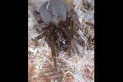 Amaurobius-ferox (18).jpg -|- Last modified: 2019-08-11 13:17:40 