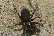 Amaurobius-ferox (19).jpg -|- Last modified: 2019-08-11 13:17:41 
