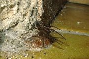 Amaurobius-ferox (2).jpg -|- Last modified: 2019-08-11 13:17:42 