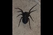Amaurobius-ferox (20).jpg -|- Last modified: 2019-08-11 13:17:41 