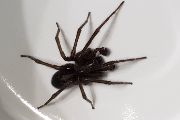 Amaurobius-ferox (21).jpg -|- Last modified: 2019-08-11 13:17:42 