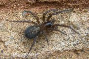 Amaurobius-ferox (22).jpg -|- Last modified: 2019-08-11 13:17:42 