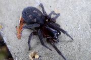 Amaurobius-ferox (3).jpg -|- Last modified: 2019-08-11 13:17:43 