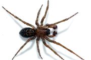 Amaurobius-ferox (4).jpg -|- Last modified: 2019-08-11 13:17:43 