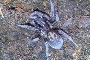 Amaurobius-ferox (5).jpg -|- Last modified: 2019-08-11 13:17:43 
