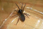 Amaurobius-ferox (6).jpg -|- Last modified: 2019-08-11 13:17:43 