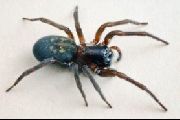Amaurobius-ferox (7).jpg -|- Last modified: 2019-08-11 13:17:43 