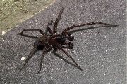 Amaurobius-ferox (8).jpg -|- Last modified: 2019-08-11 13:17:44 