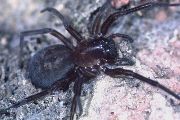 Amaurobius-ferox (9).jpg -|- Last modified: 2019-08-11 13:17:44 