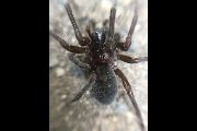 Amaurobius-jugorum (3).jpg -|- Last modified: 2019-08-11 13:44:15 