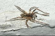 Anyphaena-accentuata (2).jpg -|- Last modified: 2019-08-11 16:43:47 