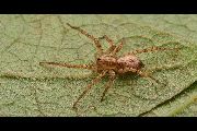 Anyphaena-accentuata (4).jpg -|- Last modified: 2019-08-11 16:43:49 