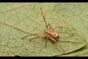 Anyphaena-accentuata (7).jpg -|- Last modified: 2019-08-11 16:43:50 