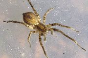 Anyphaena-accentuata (9).jpg -|- Last modified: 2019-08-11 16:43:51 