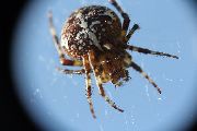 Araneus-diadematus (16).jpg -|- Last modified: 2019-08-12 11:38:52 