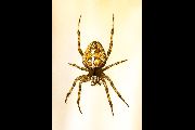 Araneus-diadematus (17).jpg -|- Last modified: 2019-08-12 11:38:52 