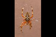 Araneus-diadematus (18).jpg -|- Last modified: 2019-08-12 11:38:53 