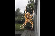 Araneus-diadematus (19).jpg -|- Last modified: 2019-08-12 11:38:53 