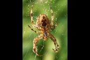 Araneus-diadematus (2).jpg -|- Last modified: 2019-08-12 11:38:56 