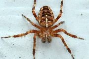 Araneus-diadematus (20).jpg -|- Last modified: 2019-08-12 11:38:54 