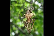 Araneus-grossus (5).jpg -|- Last modified: 2019-08-12 11:43:55 