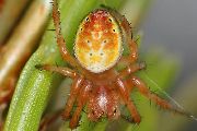 Araniella-displicata (8).jpg -|- Last modified: 2019-08-13 13:11:50 