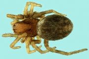 Archaeodictyna-ammophila (2).jpg -|- Last modified: 2019-08-13 13:16:09 