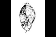 Archaeodictyna-ammophila (3).gif -|- Last modified: 2019-08-13 13:16:09 