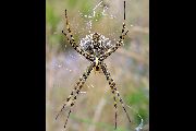 Argiope-lobata (8).jpg -|- Last modified: 2019-08-13 16:23:30 