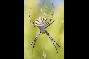 Argiope-lobata (9).jpg -|- Last modified: 2019-08-13 16:23:30 