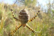 Argiope-trifasciata (15).jpg -|- Last modified: 2019-08-13 16:35:21 