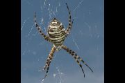 Argiope-trifasciata (16).jpg -|- Last modified: 2019-08-13 16:35:21 