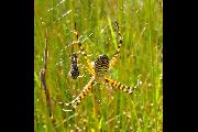 Argiope-trifasciata (17).jpg -|- Last modified: 2019-08-13 16:35:21 