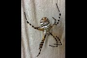 Argiope-trifasciata (18).jpg -|- Last modified: 2019-08-13 16:35:21 