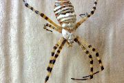 Argiope-trifasciata (19).jpg -|- Last modified: 2019-08-13 16:35:22 