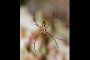 Argiope-trifasciata (2).jpg -|- Last modified: 2019-08-13 16:35:23 