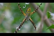 Argiope-trifasciata (20).jpg -|- Last modified: 2019-08-13 16:35:22 
